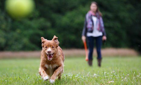 dog running