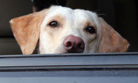 dog