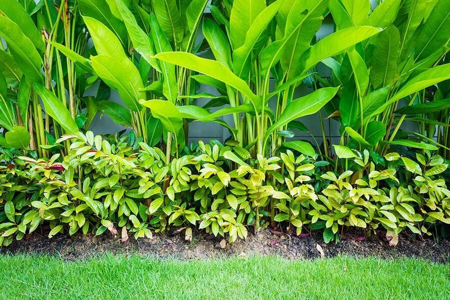 Landscape Garden — Trinity Landscape in Cairns, QLD Landscape Garden — Trinity Landscape in Cairns, QLD
