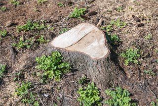 Tree Company in Greensboro, NC