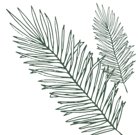A drawing of two palm leaves on a white background.