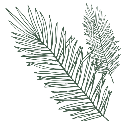 A drawing of two palm leaves on a white background.