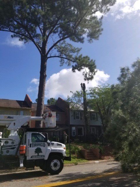 A tree service truck removes a tall tree near a residential building under a blue sky.
