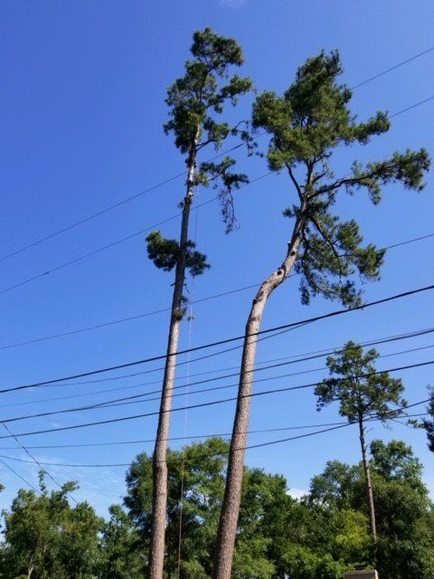 Tall pine trees reaching towards blue sky; power lines cross the frame.