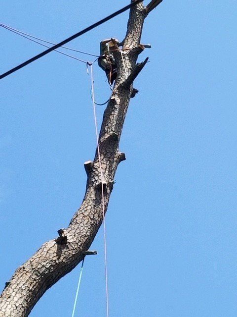 Arborist trimming tree branches near power lines, blue sky in background.