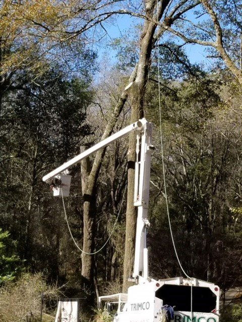 White truck with an aerial lift trimming a tall tree in a wooded area.