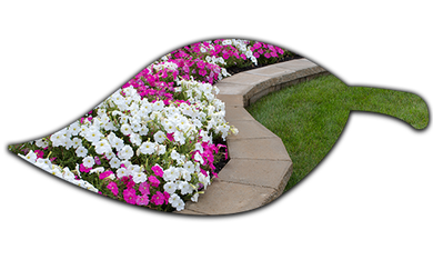 Pink and White Petunias on the Flower Bed — Baldwinsville, NY — Shute Landscaping Pink and White Petunias on the Flower Bed — Baldwinsville, NY — Shute Landscaping