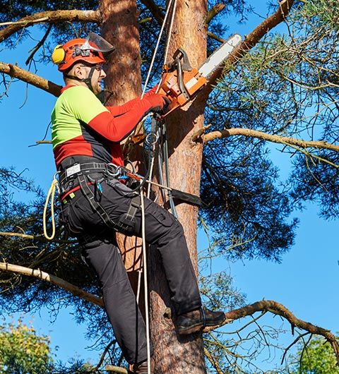 Arborist at Work | Roanoke, VA | Jay's Tree Service Arborist at Work | Roanoke, VA | Jay's Tree Service