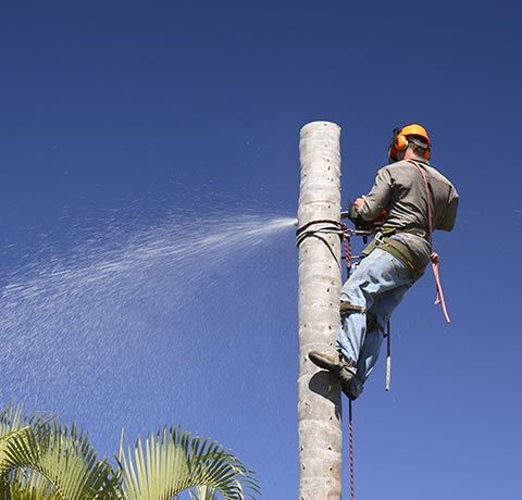 Worker Cutting the Tree | Roanoke, VA | Jay's Tree Service Worker Cutting the Tree | Roanoke, VA | Jay's Tree Service