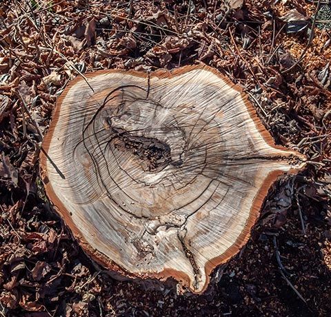Top View of Tree Stump | Roanoke, VA | Jay's Tree Service Top View of Tree Stump | Roanoke, VA | Jay's Tree Service