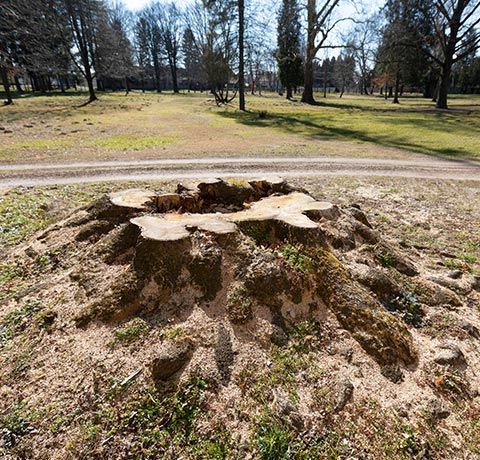 Big Tree Stump | Roanoke, VA | Jay's Tree Service Big Tree Stump | Roanoke, VA | Jay's Tree Service
