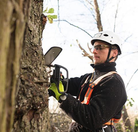 Tree Pruning | Roanoke, VA | Jay's Tree Service Tree Pruning | Roanoke, VA | Jay's Tree Service