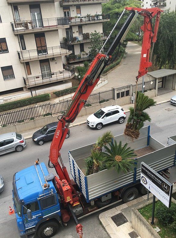 espianto palme