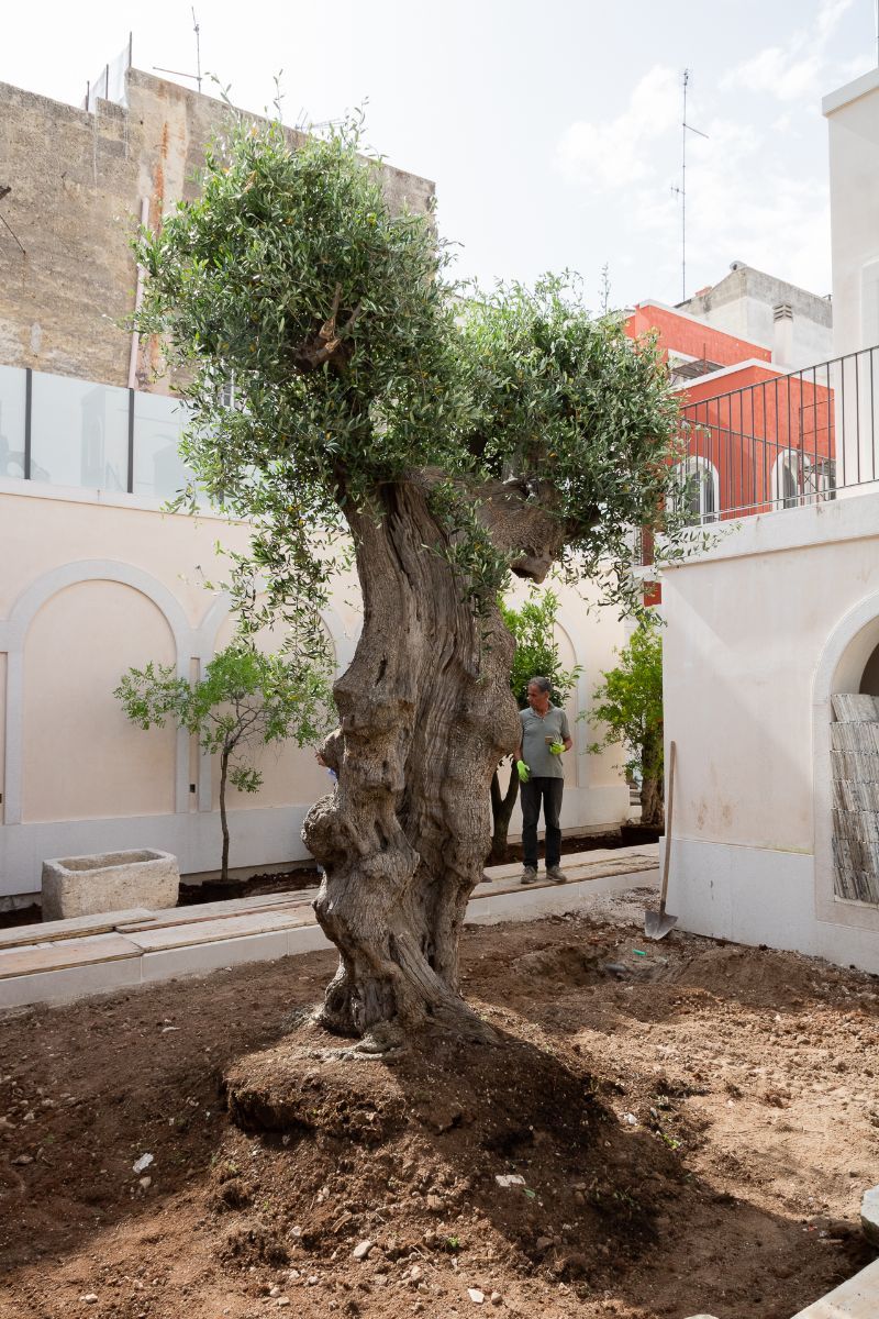 ulivo da giardino