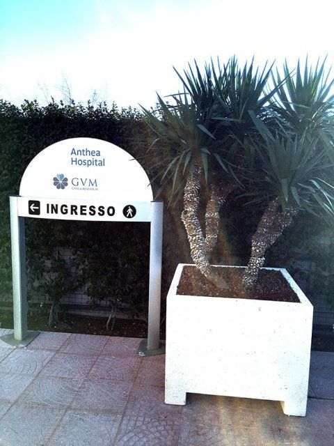 palma su vaso
