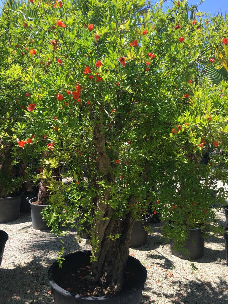 vendita alberi da frutto Bari