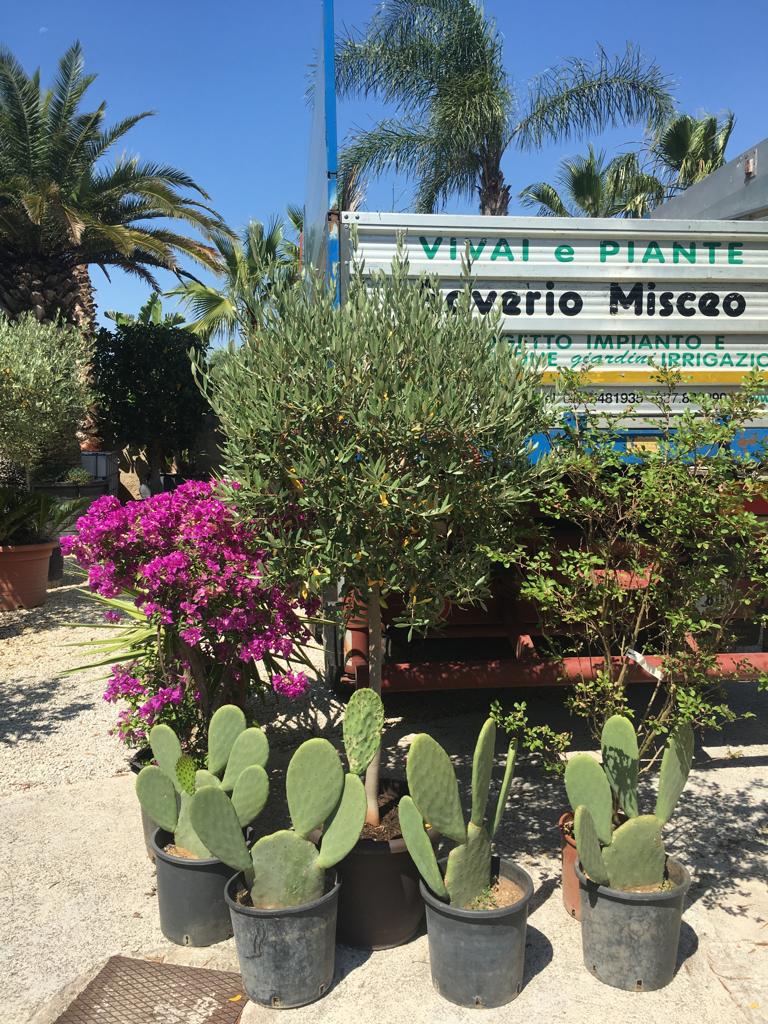 vivaio con piante grasse Bari