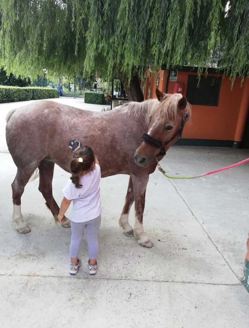 Premi equitazione