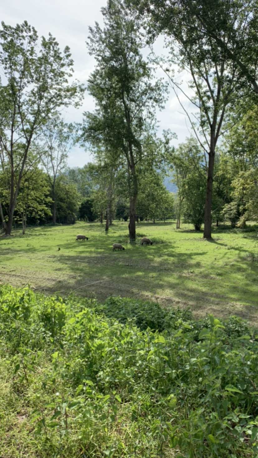 Parco equitazione
