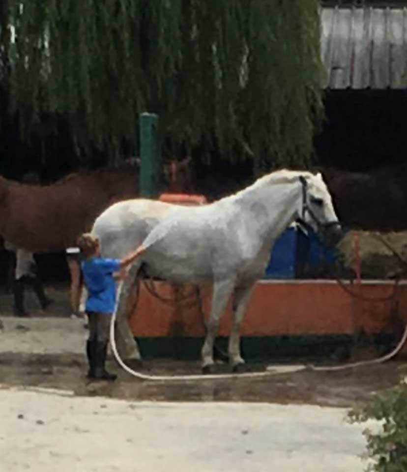 lavaggio cavalli