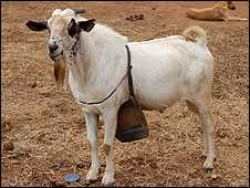 The olor saves employing separate herdsmen for male and female goats