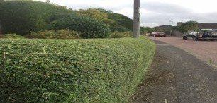 hedge trimming