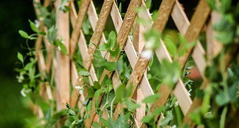 wall gardening