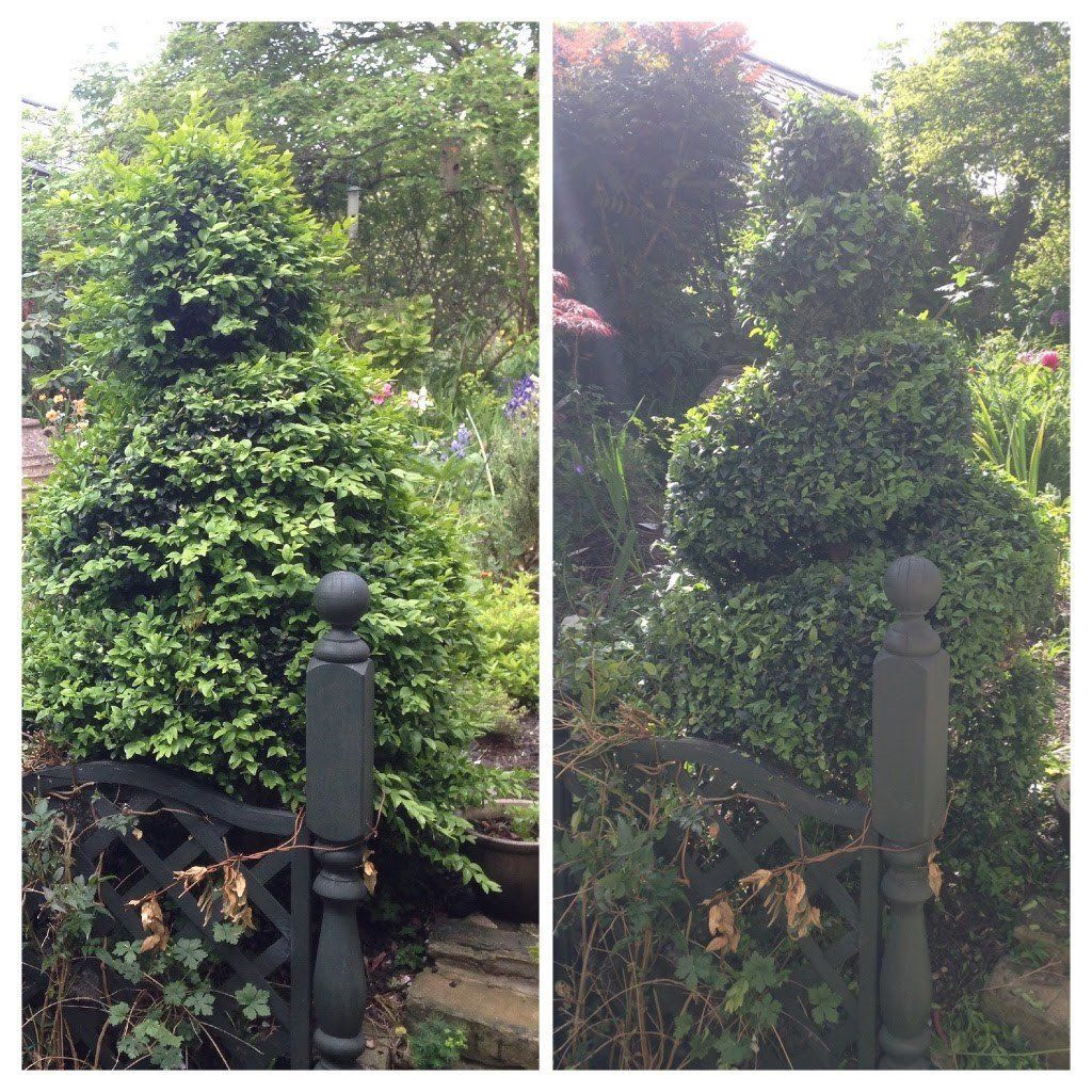 hedge design