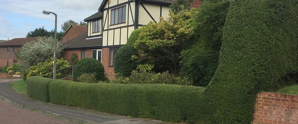 hedge trimming service