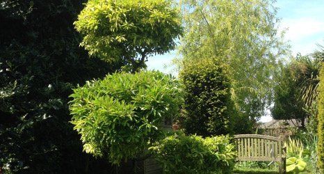 cloud pruning