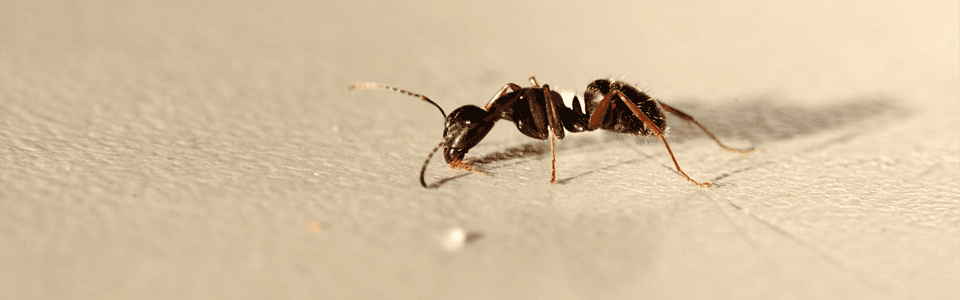 Insects and infestations