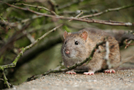 Rats, mice and rodents