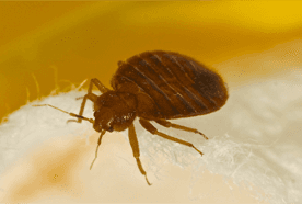 Bed bugs, fleas