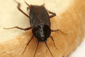 Cockroach control