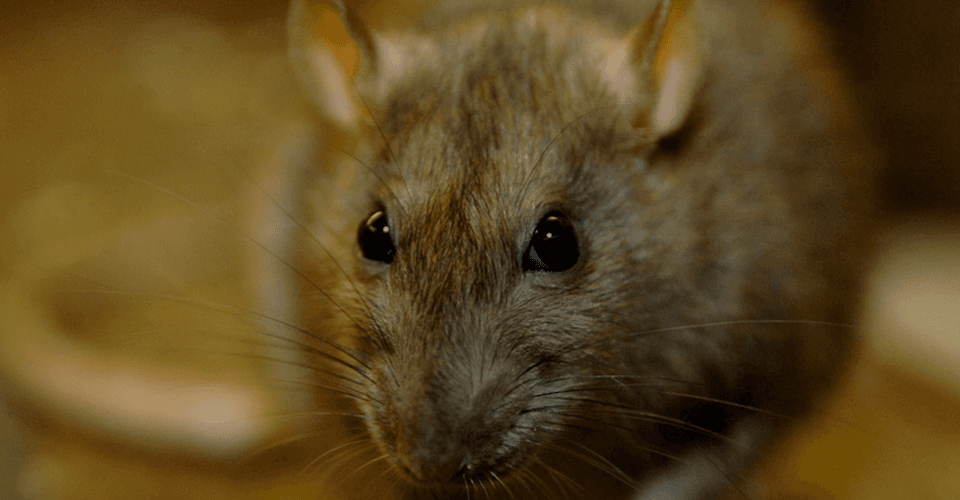Pest control experts in Great Yarmouth