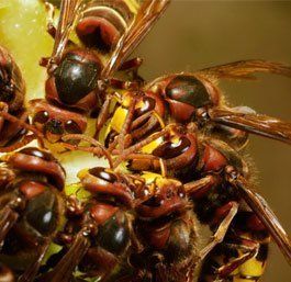 nest removal of wasps