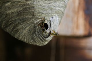 control of wasps