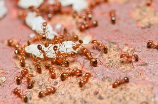 infestation solutions