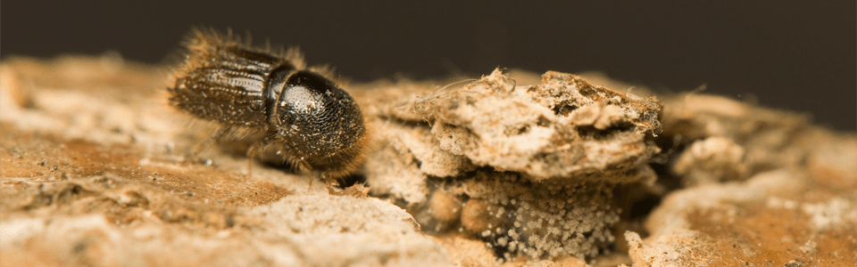 pest controllers in Great Yarmouth