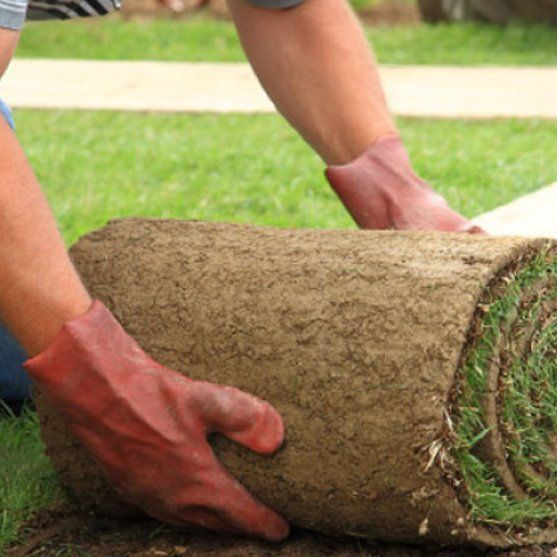 mulch