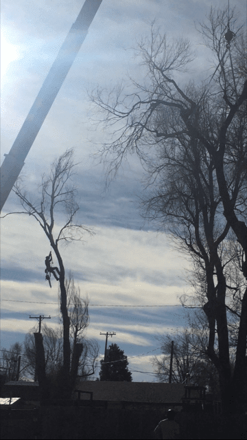 Tree trimming a tall tree