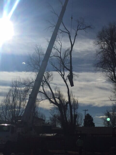Tall tree trimming