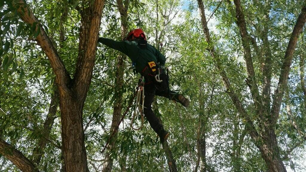 Challenging Tree Trimming