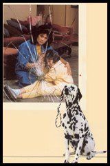 image-1347453-pic-residential23-dog.jpg image-1347453-pic-residential23-dog.jpg