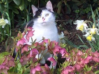 cat image