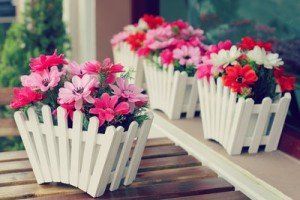 flowers