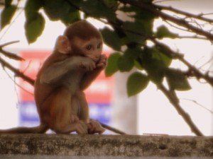 monkey