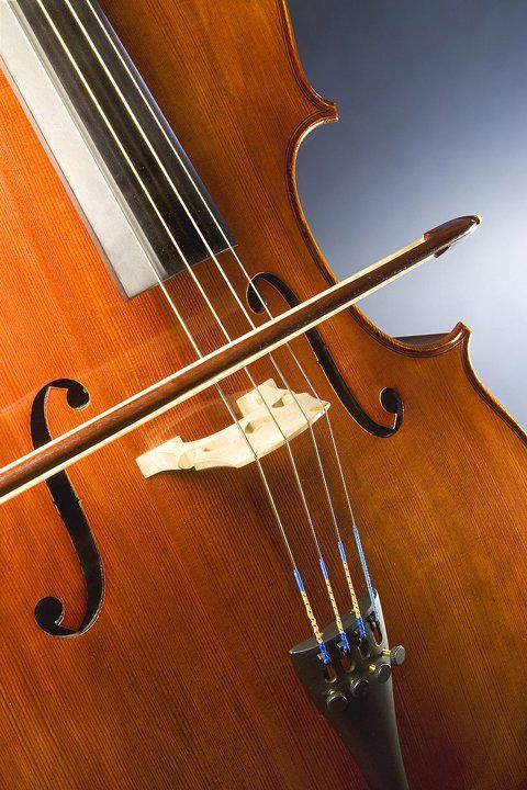 violine