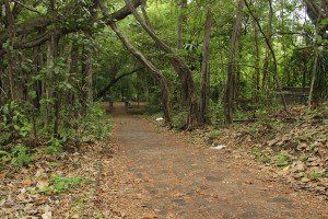 forest