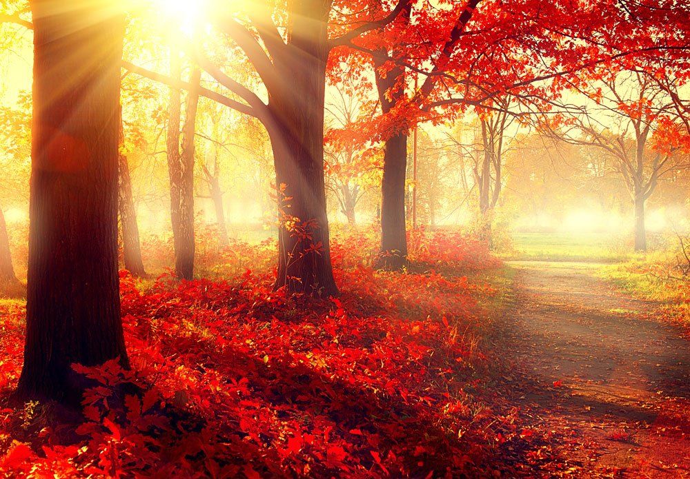 red trees